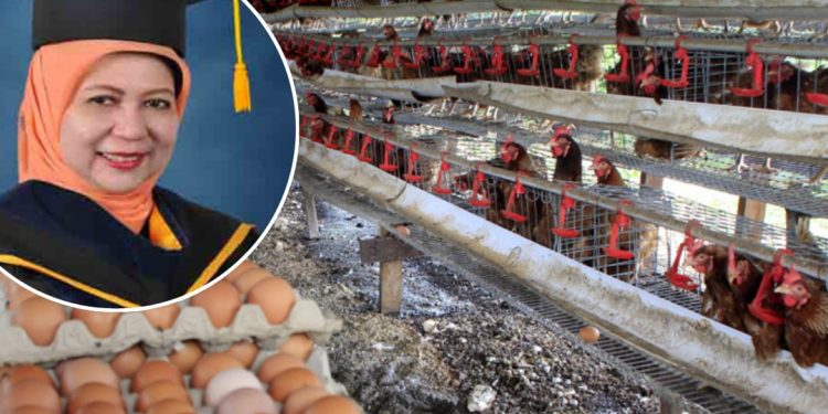 Harga Telur Anjlok: Guru Besar IPB Soroti Industri Perunggasan Tak Sehat