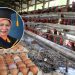 Harga Telur Anjlok: Guru Besar IPB Soroti Industri Perunggasan Tak Sehat