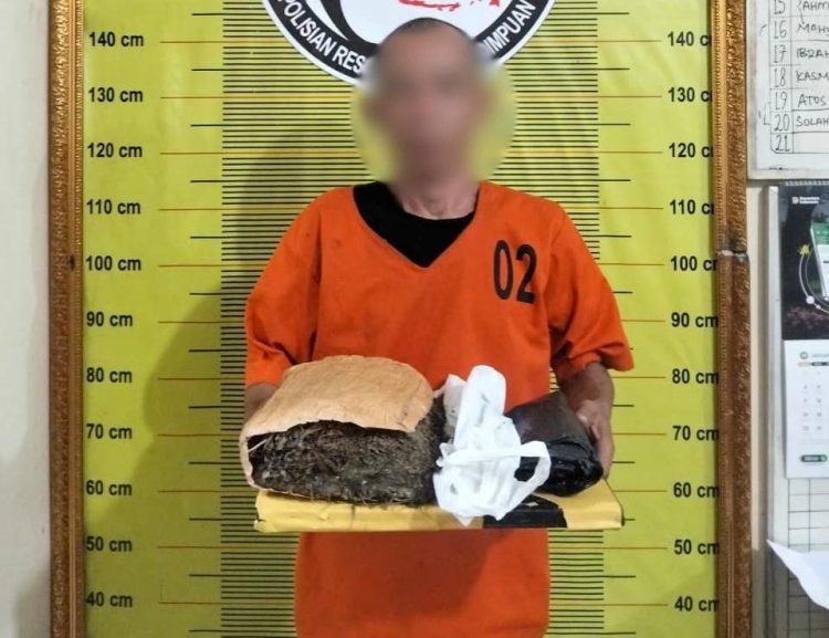 Polres Padangsidimpuan Amankan Pria 53 Tahun Bawa Ganja Kurang 1 Kg