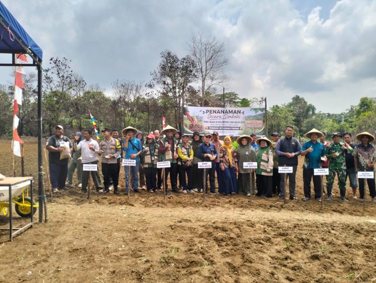 Wujudkan Ketahanan Pangan, Kelompok Tani Maju Jaya Kembali Tanam Padi