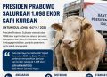 Idul Adha 2026, Presiden Prabowo Bagikan 1.098 Sapi Kurban Anggarannya Dari APBN