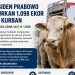 Idul Adha 2026, Presiden Prabowo Bagikan 1.098 Sapi Kurban Anggarannya Dari APBN