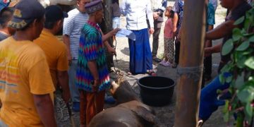 Bupati Labusel Saksikan Kurban Sapi Prabowo Idul Adha 2026 di Masjid Nur Hidayah