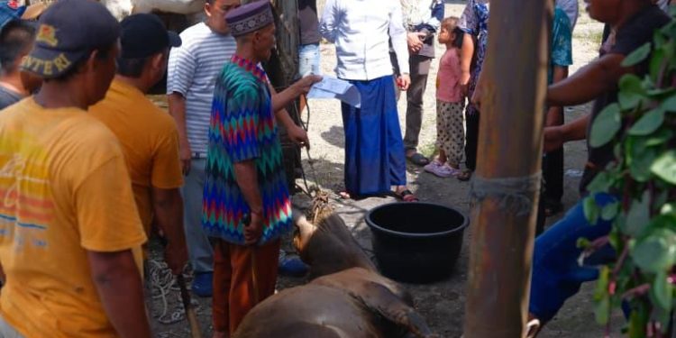 Bupati Labusel Saksikan Kurban Sapi Prabowo Idul Adha 2026 di Masjid Nur Hidayah