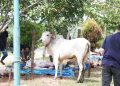 Pemkab Labusel Sembelih 56 Hewan Kurban Idul Adha 1447 H, Daging Dibagikan ke ASN dan Masyarakat
