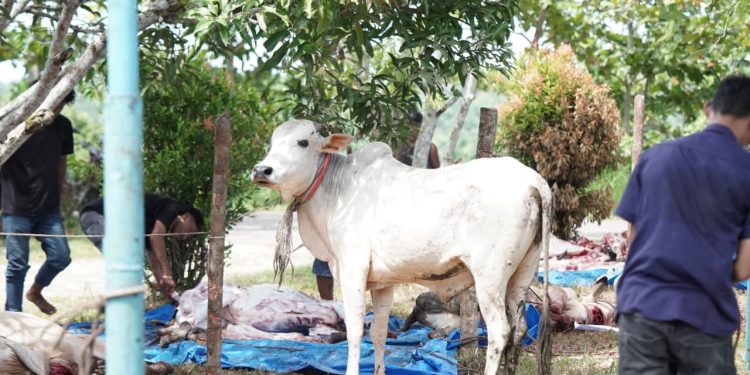Pemkab Labusel Sembelih 56 Hewan Kurban Idul Adha 1447 H, Daging Dibagikan ke ASN dan Masyarakat