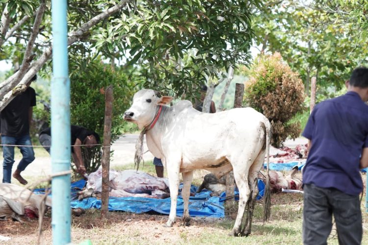 Pemkab Labusel Sembelih 56 Hewan Kurban Idul Adha 1447 H, Daging Dibagikan ke ASN dan Masyarakat