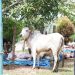 Pemkab Labusel Sembelih 56 Hewan Kurban Idul Adha 1447 H, Daging Dibagikan ke ASN dan Masyarakat