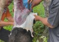Semangat Berbagi di Hari Raya Iduladha, SPPG Tapus Sembelih 2 Ekor Kambing Kurban