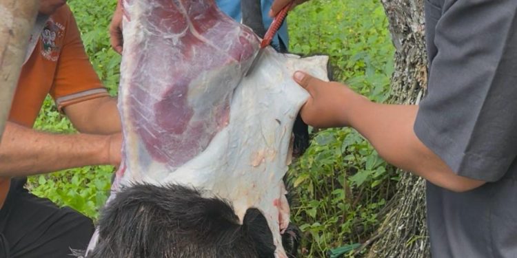 Semangat Berbagi di Hari Raya Iduladha, SPPG Tapus Sembelih 2 Ekor Kambing Kurban