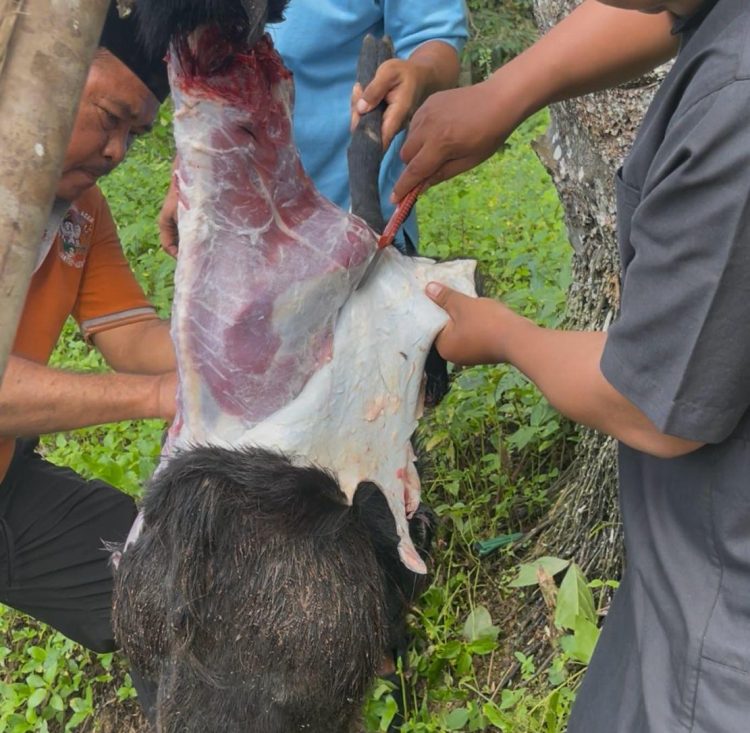 Semangat Berbagi di Hari Raya Iduladha, SPPG Tapus Sembelih 2 Ekor Kambing Kurban