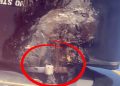 This Is Insane!” Unggahan WNA Soal Pesawat Lion Air di Bali Viral