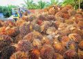 Harga Sawit Anjlok, Petani Meradang