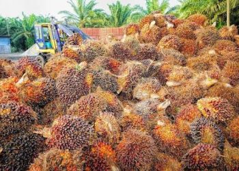 Harga Sawit Anjlok, Petani Meradang