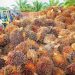 Harga Sawit Anjlok, Petani Meradang
