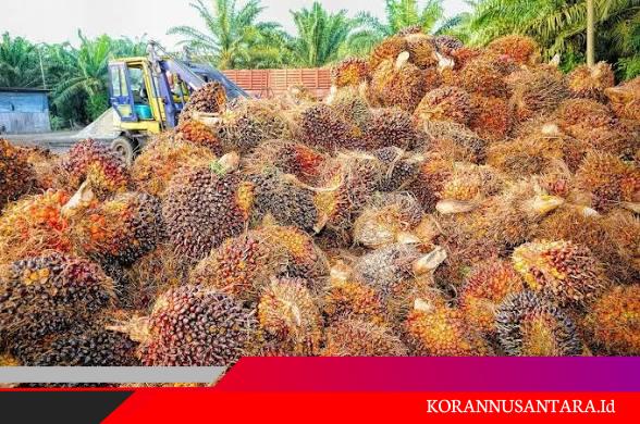 Harga Sawit Anjlok, Petani Meradang