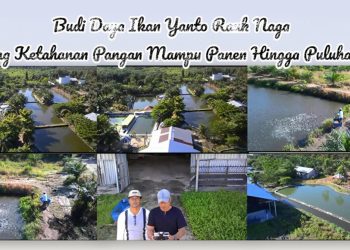 Dukung Ketahanan Pangan, Budi Daya Ikan Rauk Naga Kobar Mampu Panen Hingga Puluhan Ton