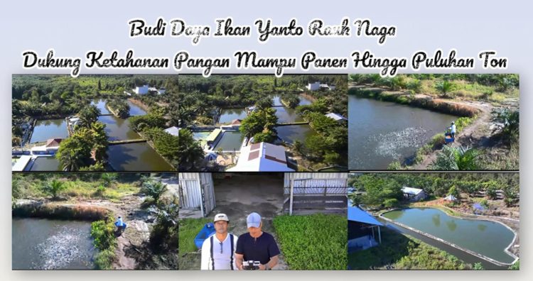 Dukung Ketahanan Pangan, Budi Daya Ikan Rauk Naga Kobar Mampu Panen Hingga Puluhan Ton