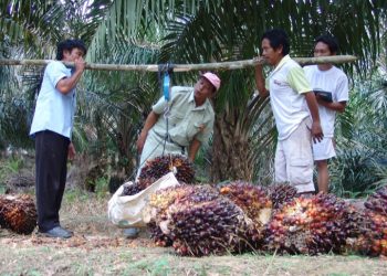 Kemitraan Sawit Rakyat Didorong Naik Kelas, PTPN IV PalmCo Serap 2,09 Juta Ton TBS
