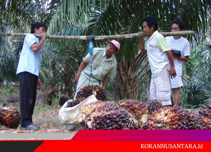 Kemitraan Sawit Rakyat Didorong Naik Kelas, PTPN IV PalmCo Serap 2,09 Juta Ton TBS