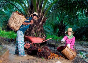 Kemitraan Petani Jadi Kunci PTPN IV PalmCo Perkuat Pasokan CPO dan Dukung Program B50*