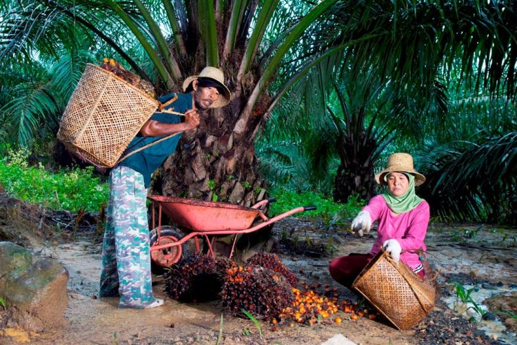 Kemitraan Petani Jadi Kunci PTPN IV PalmCo Perkuat Pasokan CPO dan Dukung Program B50*