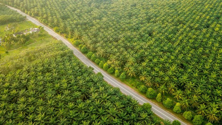 Perkuat Kepedulian Masyarakat, PTPN IV PalmCo Dorong TJSL dan Sinergi Pengamanan untuk Tekan Pencurian Sawit