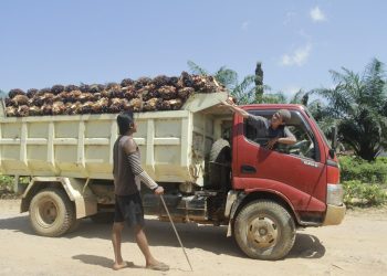 Tidak Ada Pencuri Sawit Tipe “Survival Sesuap Nasi”: Sindikat Pencuri Sawit Ancam Petani, Pekerja, dan Iklim Usaha Perkebunan
