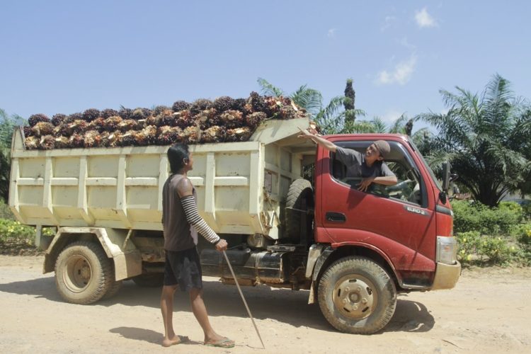 Tidak Ada Pencuri Sawit Tipe “Survival Sesuap Nasi”: Sindikat Pencuri Sawit Ancam Petani, Pekerja, dan Iklim Usaha Perkebunan