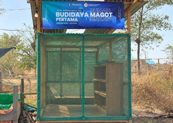 Kampung Harapan Makmur Kembangkan Rumah Maggot untuk Perkuat Budidaya Lele Warga