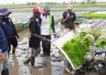 Tim Ekspedisi Patriot IPB Tanam Perdana Padi IPB 15S di Merauke