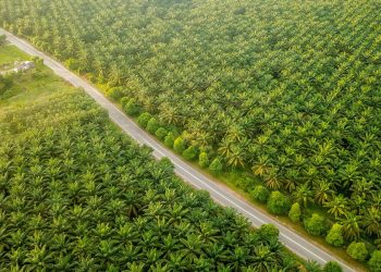 PTPN IV PalmCo Akselerasi Sertifikasi Keberlanjutan, Premium Price Tumbuh Hampir 50%