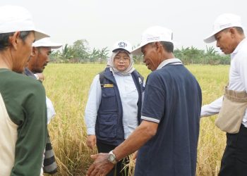 Petani Merauke Diperkuat Jadi Penangkar, Ekspedisi Patriot Kenalkan Teknologi Benih Padi