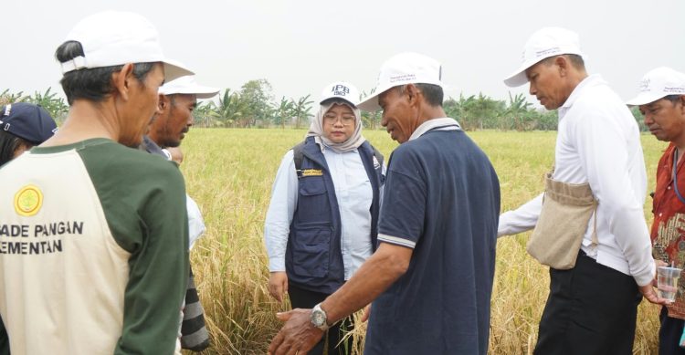 Petani Merauke Diperkuat Jadi Penangkar, Ekspedisi Patriot Kenalkan Teknologi Benih Padi
