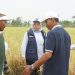 Petani Merauke Diperkuat Jadi Penangkar, Ekspedisi Patriot Kenalkan Teknologi Benih Padi