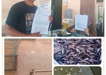 Puluhan Juta Rupiah Kerugian Diklaim Pembudidaya Ikan, SPPG Gedung Johor 4 Dilaporkan